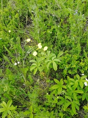 Potentilla chrysantha