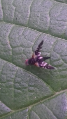 Aciura coryli