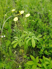 Potentilla chrysantha