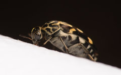 Hoshihananomia octopunctata