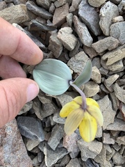 Fritillaria glauca
