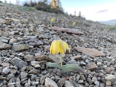 Fritillaria glauca