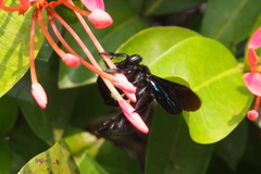 Xylocopa nasalis