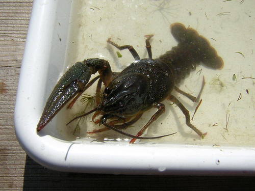 Pontastacus leptodactylus