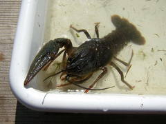 Pontastacus leptodactylus