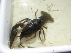 Pontastacus leptodactylus