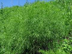 Peucedanum morisonii