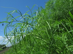 Peucedanum morisonii