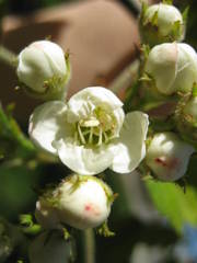Crataegus phaenopyrum