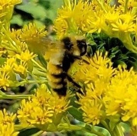 Tricolored Bumble Bee