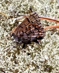 Callophrys