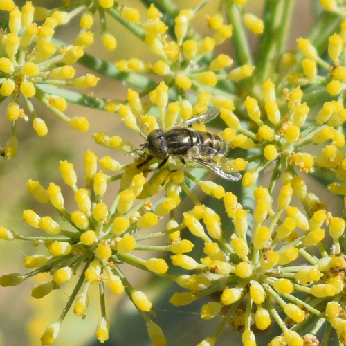 Common Lagoon Fly photo 6