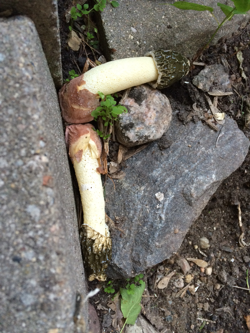 Phallus hadriani image