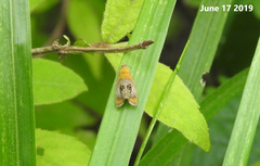 Olethreutes captiosana