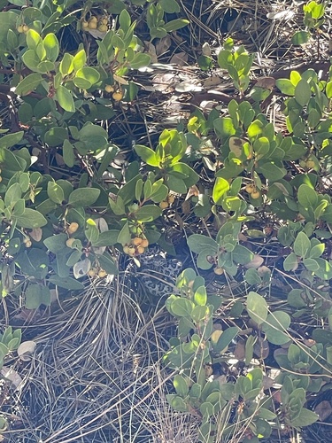 iNaturalist observation photo of Northern Pacific Rattlesnake