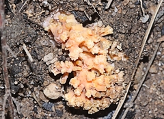 Ramaria capitata ochraceosalmonicolor