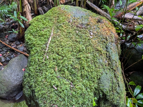 Image of Thuidium cymbifolium by (c) Damien Wallace, some rights reserved (CC BY)