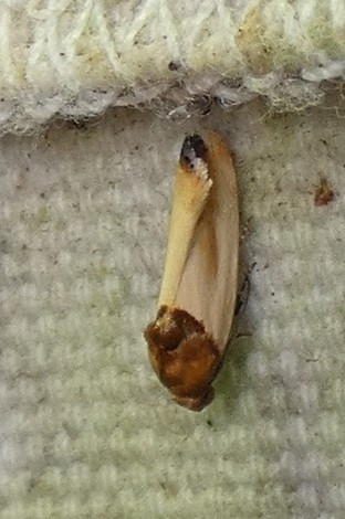 Yellow Spragueia Moth photo 4