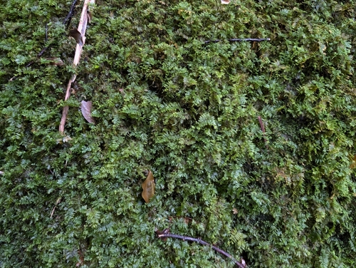 Image of Thuidium cymbifolium by (c) Damien Wallace, some rights reserved (CC BY)