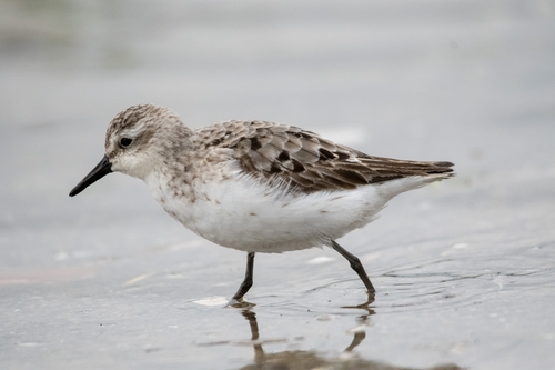 Semipalmated Sandpiper