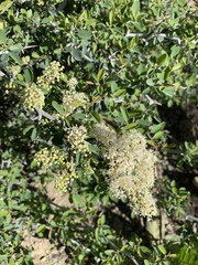 Ceanothus cordulatus