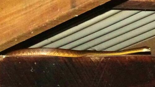 Brown Tree Snake sighting