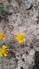 Gaillardia spathulata