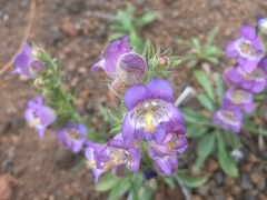 Penstemon ophianthus