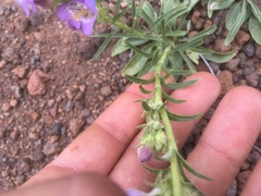 Penstemon ophianthus