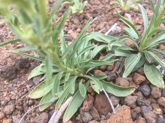 Penstemon ophianthus