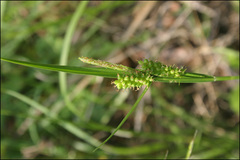 Carex brownii