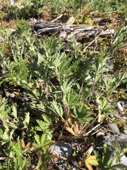 Potentilla inclinata