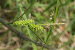 Carex brownii