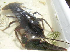 Pontastacus leptodactylus