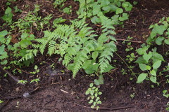 Macrothelypteris viridifrons