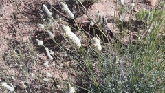 Dalea candida oligophylla