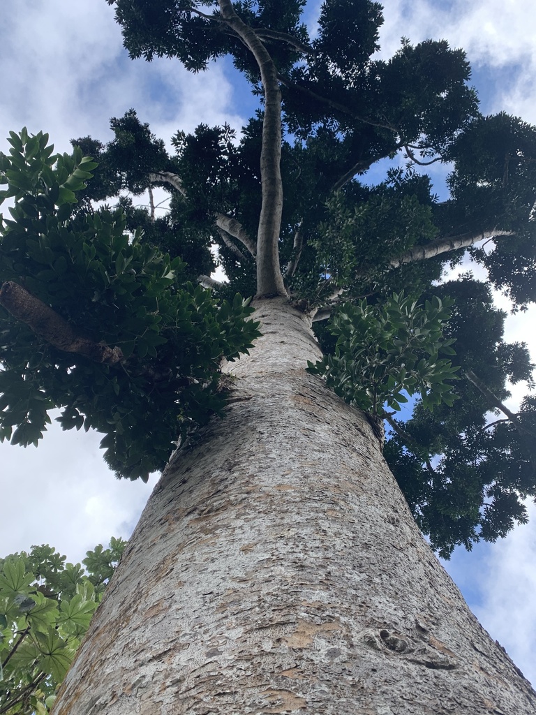 Agathis robusta, El Yunque National Forest, Luquillo, PR, US