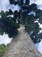 Kauri (Agathis)