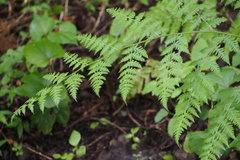 Macrothelypteris viridifrons
