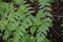 Macrothelypteris viridifrons