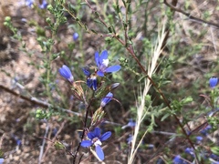 Eriastrum sapphirinum