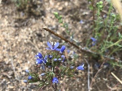 Eriastrum sapphirinum