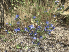 Eriastrum sapphirinum