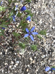 Eriastrum sapphirinum