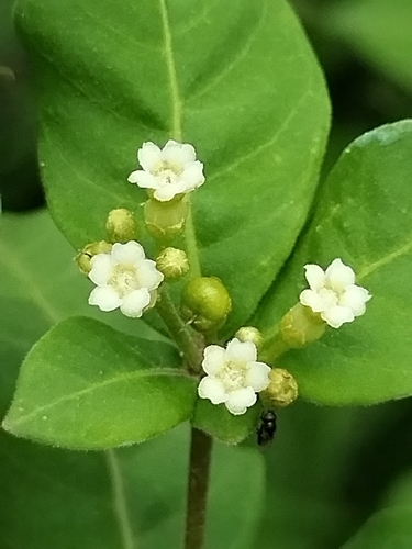 Image of Rauvolfia tetraphylla by no rights reserved