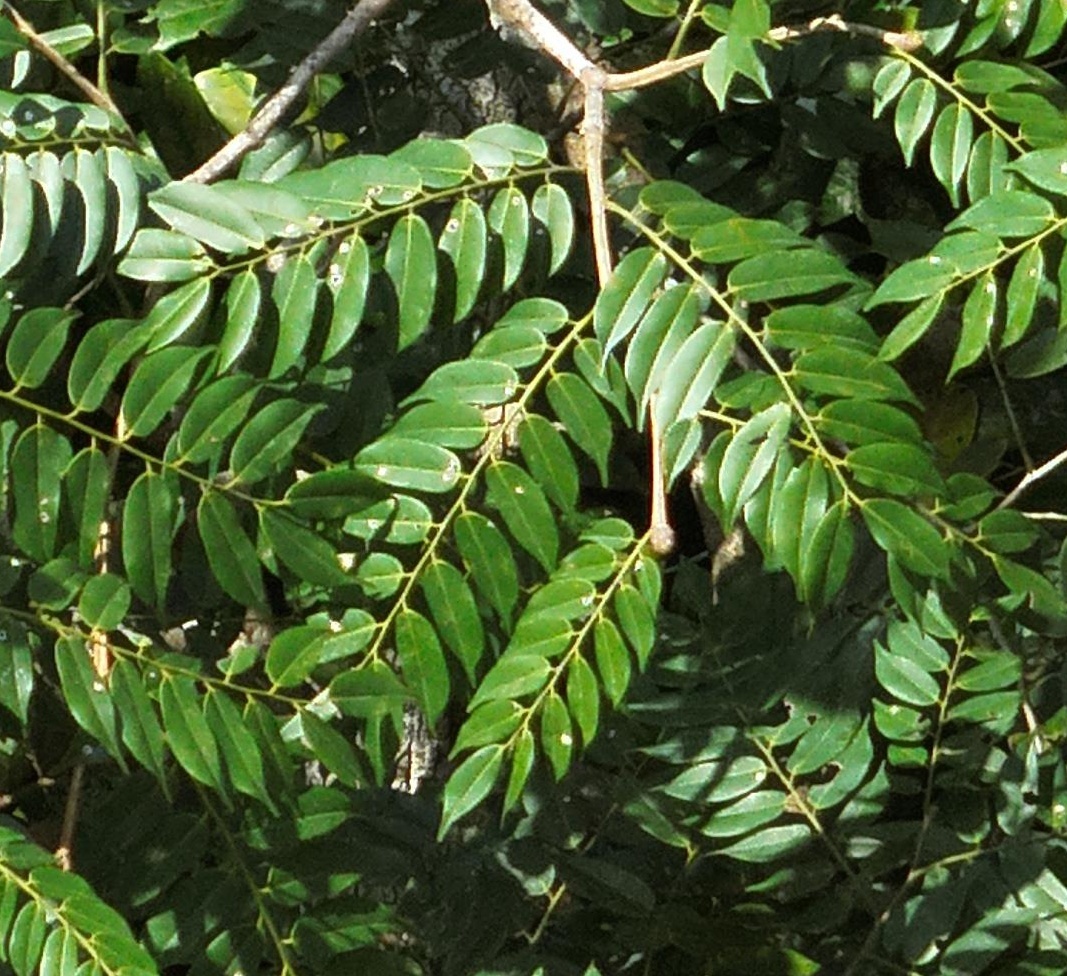 Copaifera multijuga