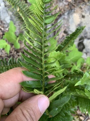 Polystichum imbricans