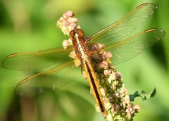 Libellula needhami