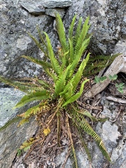 Polystichum imbricans