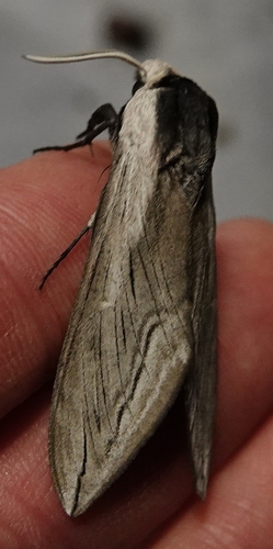 Vashti Sphinx photo 4
